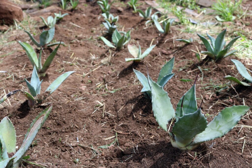Investigación del ITESHU impulsa conservación del agave en Hidalgo