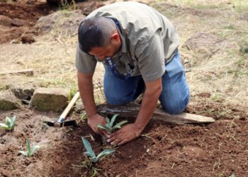 Investigación del ITESHU impulsa conservación del agave en Hidalgo