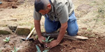 Investigación del ITESHU impulsa conservación del agave en Hidalgo