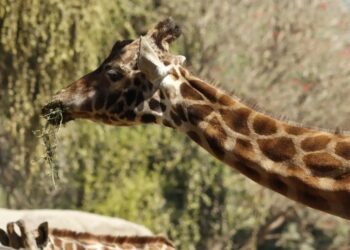 Muere Fortunata, la jirafa más longeva de Chapultepec