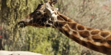 Muere Fortunata, la jirafa más longeva de Chapultepec
