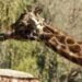 Muere Fortunata, la jirafa más longeva de Chapultepec