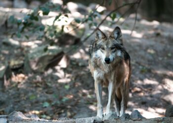 Peligra lobo gris mexicano: Trump busca facilitar su caza