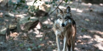 Peligra lobo gris mexicano: Trump busca facilitar su caza
