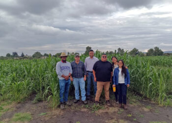 ITESHU y CIMMYT desarrollan alternativas para mejorar la producción agrícola