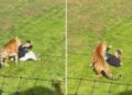 Tigre mata a un hombre que ingresó a su recinto en Inglaterra (VIDEO).