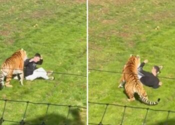 Tigre mata a un hombre que ingresó a su recinto en Inglaterra (VIDEO).