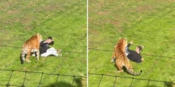 Tigre mata a un hombre que ingresó a su recinto en Inglaterra (VIDEO).