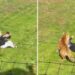 Tigre mata a un hombre que ingresó a su recinto en Inglaterra (VIDEO).
