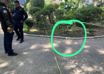 Hallan más cebos tóxicos en Parque España y crece el miedo en la Condesa, CDMX