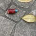 Parque España: Matan a tres perros con veneno en CDMX