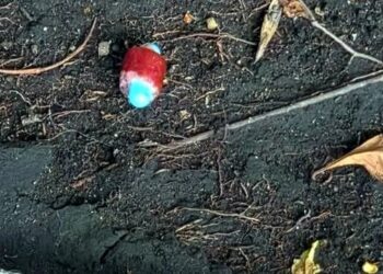Identifican metomilo tras muerte de perros en Condesa, CDMX