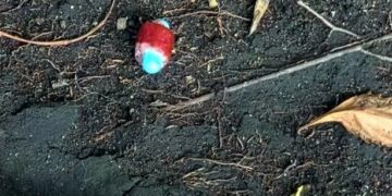 Identifican metomilo tras muerte de perros en Condesa, CDMX